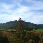 Cooragreenane Wood (Inchigeelagh, Co. Cork)