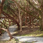 Killarney National Park_Muckrose House Walking Areas (Killarney, Co. Kerry)