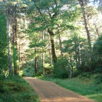 Meeting of the Waters Walk (Killarney National Park, Co. Kerry)_