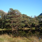 Meeting of the Waters Walk_(Killarney National Park, Co. Kerry)