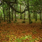 Ross Castle walking area (Killarney National Park, Co. Kerry)_