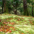 Ross Castle walking area_Killarney National Park, Co. Kerry)