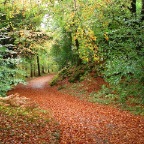 Ross Castle walking area (Killarney National Park, Co. Kerry)
