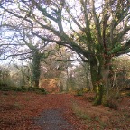 Ross Castle_Mining Walk (Killarney National Park)