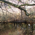 Ross Castle, Library Point Walk (Killarney National Park)