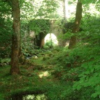 Forest Walk (Wicklow Mountains)