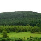 Powerscourt Waterfall & Wood Walks (near Dublin, in the Wicklow Mountains, Co. Wicklow)